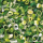 Prei groen/wit ringen IQF