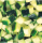 Courgette blok 1x1cm
