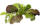 Sla babyleaf (mesclun)gewassen