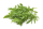 Sla rucola gewassen