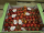 Tomaten tros