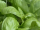 Basilicum 250 gr
