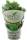 Basilicum in pot