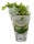 Koriander in pot