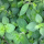 Oregano in pot