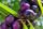 Acai bessen