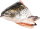 Zalmkoppen/graten