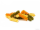Tricolore spirelli