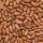 Pintobonen (borlotti)